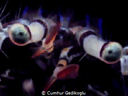 Pagurus anachoretus
STARING at my camera by Cumhur Gedikoglu 